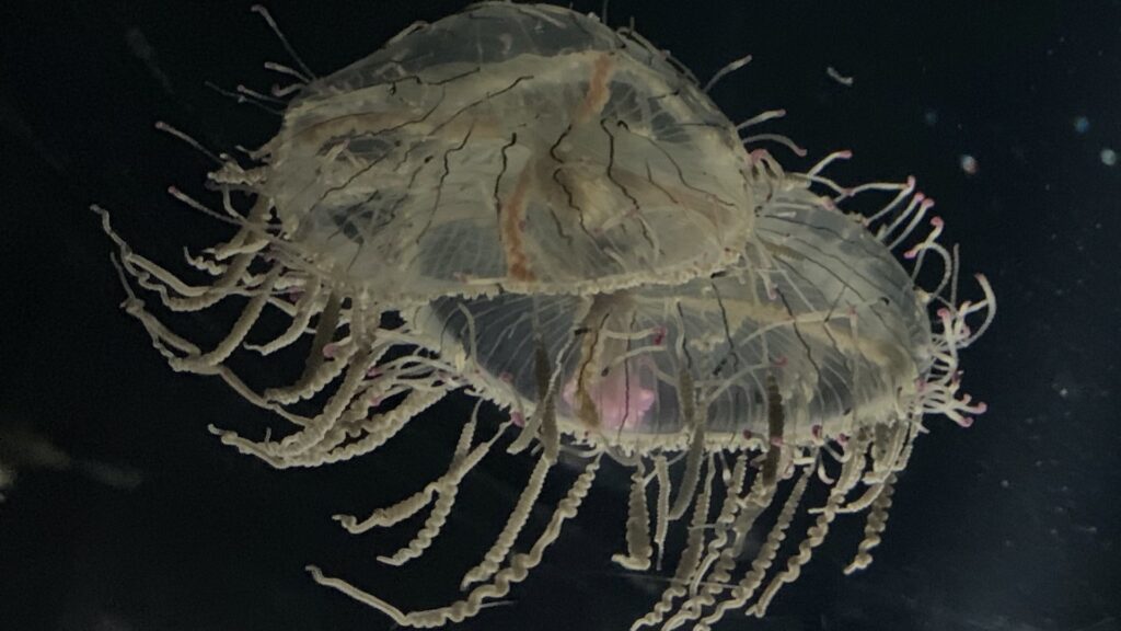 ハナガサクラゲ