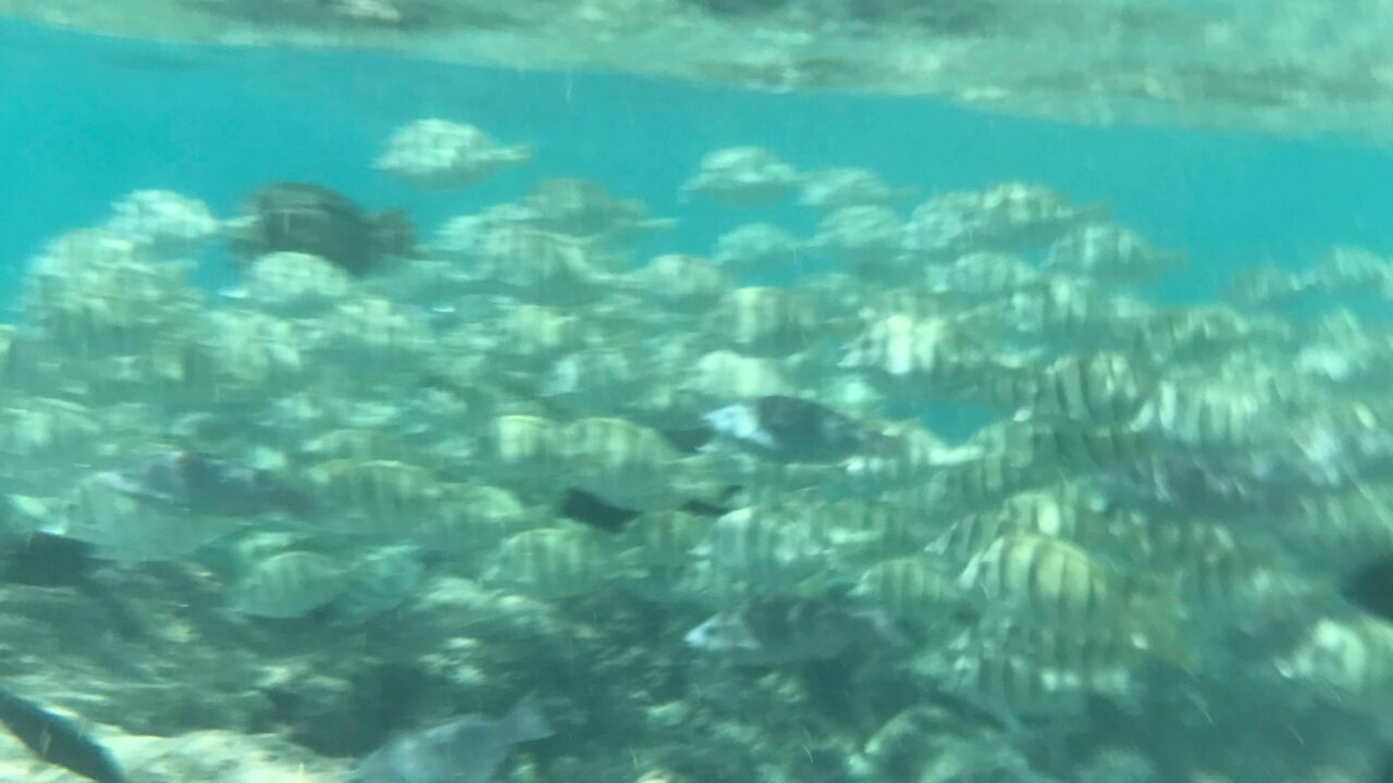 ハナウマ湾熱帯魚１